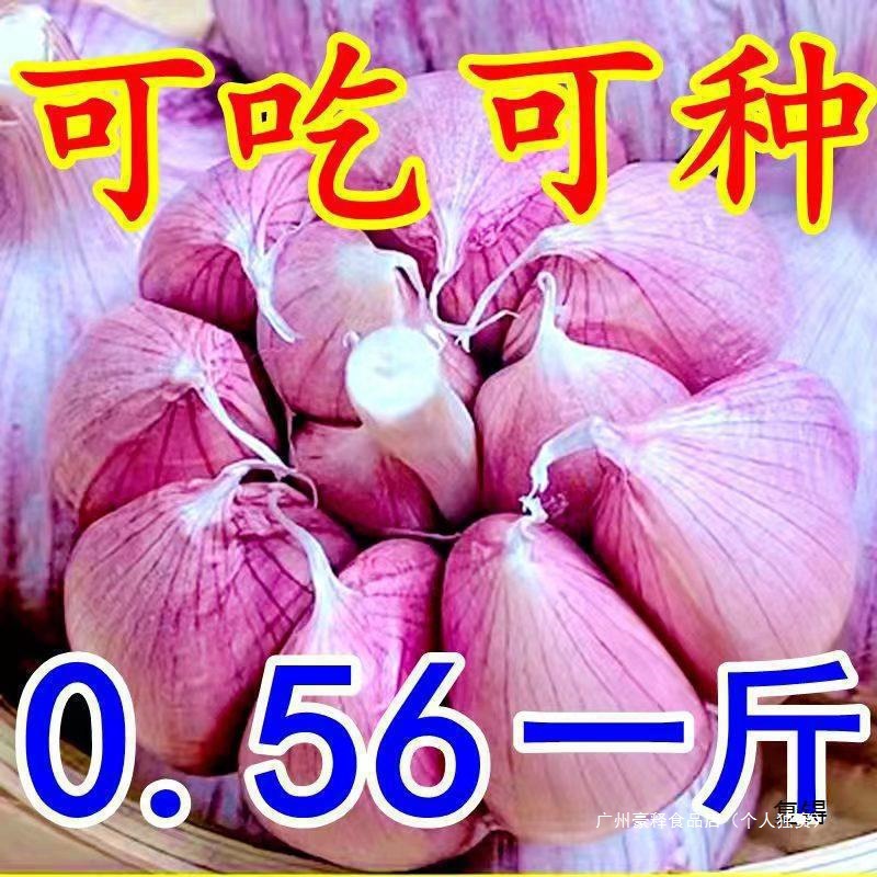 Fresh Garlic Bulbs, Low-Price Fresh Dried Purple-Skinned Garlic, Whole Box of Dried Garlic from Jinxiang, Mainland China Bulk