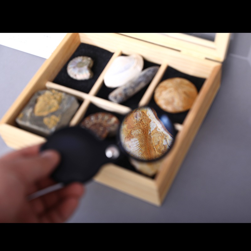 Ancient fossil trilobite Wolf fin fish plant insect fossil amber original stone rare stone decoration stone gift