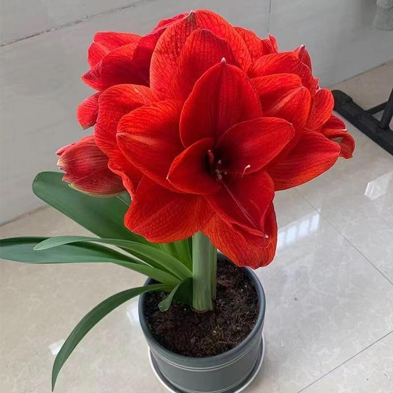 [Flowering All Year Round] Imported Amaryllis Double-Flowered Large Potted Plants, Living Room Green Plants and Florals, Easy to Feed