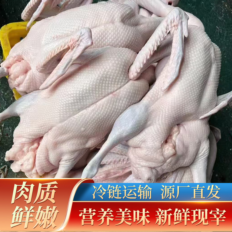 Свежезабитые черные и коричневые гуси. Ингредиенты для гостиничного хозяйства. Транспортировка в холодной цепи. Гуси свободного выгула с фермы. Целый свежий черный и коричневый гусь