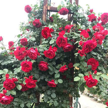 Rose Seedlings, Vine Roses, Large Florals, Strong Fragrance, Garden Climbing Vines, Flower Pots, European Moon Roses Blooming in All Seasons