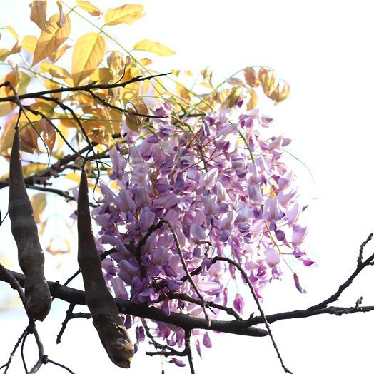 Wisteria Saplings, Climbing Plants, Blooming in All Seasons, Courtyard Potted Plants, Cold-Resistant Vines, Balcony Wisteria