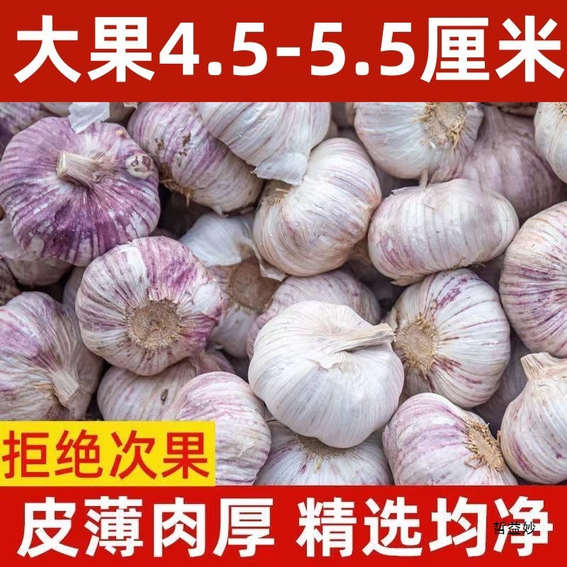 2025 Shandong Jinxiang Purple-Skinned Garlic Dried Garlic 5 Pounds 5kg Pack Fresh Multi-Petal Farm New Garlic Bulbs 1