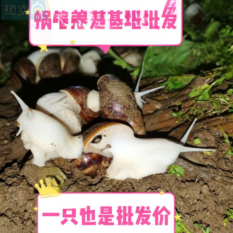 Snail Wholesale Student Ornamental Experiment Large Snail Stall Wholesale and Retail White Jade Snail Breeding Ornamental Pet*
