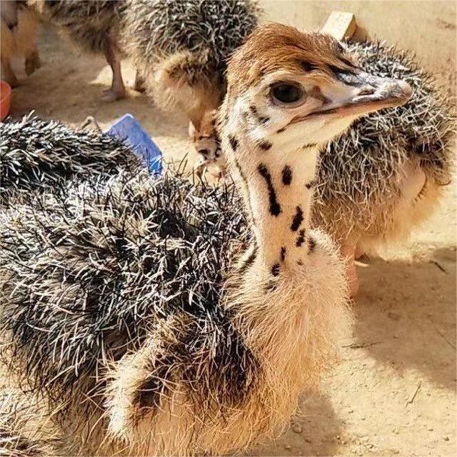 Live Ostrich Breeding in Scenic Spots, Warm-Off Ostrich Chick Breeding, Price of a Small Ostrich Chick, Ostrich Eggs