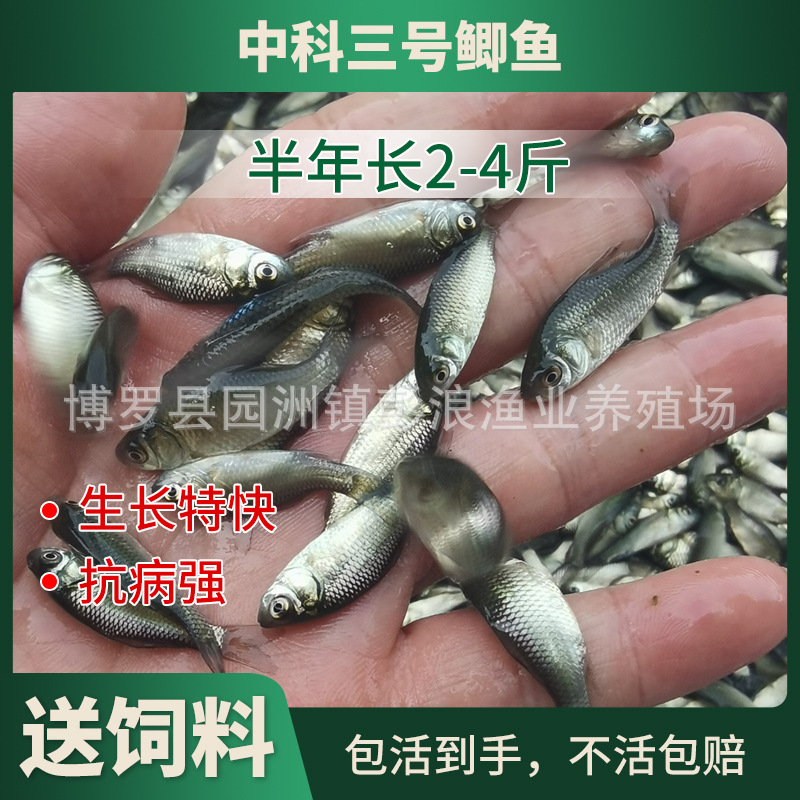 [Seedling Farm Direct Supply] Crucian Carp Fry Northeastern Crucian Carp Xiangyun Crucian Carp Fry Project Crucian Carp Fry Crucian Carp Water Flower