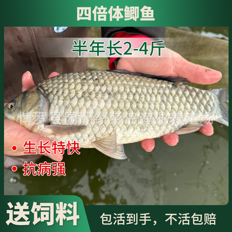 [Прямая поставка с питомника] Карась семена северо-восточного карася Сяньюн карась проект семена карася водяная цветка карася