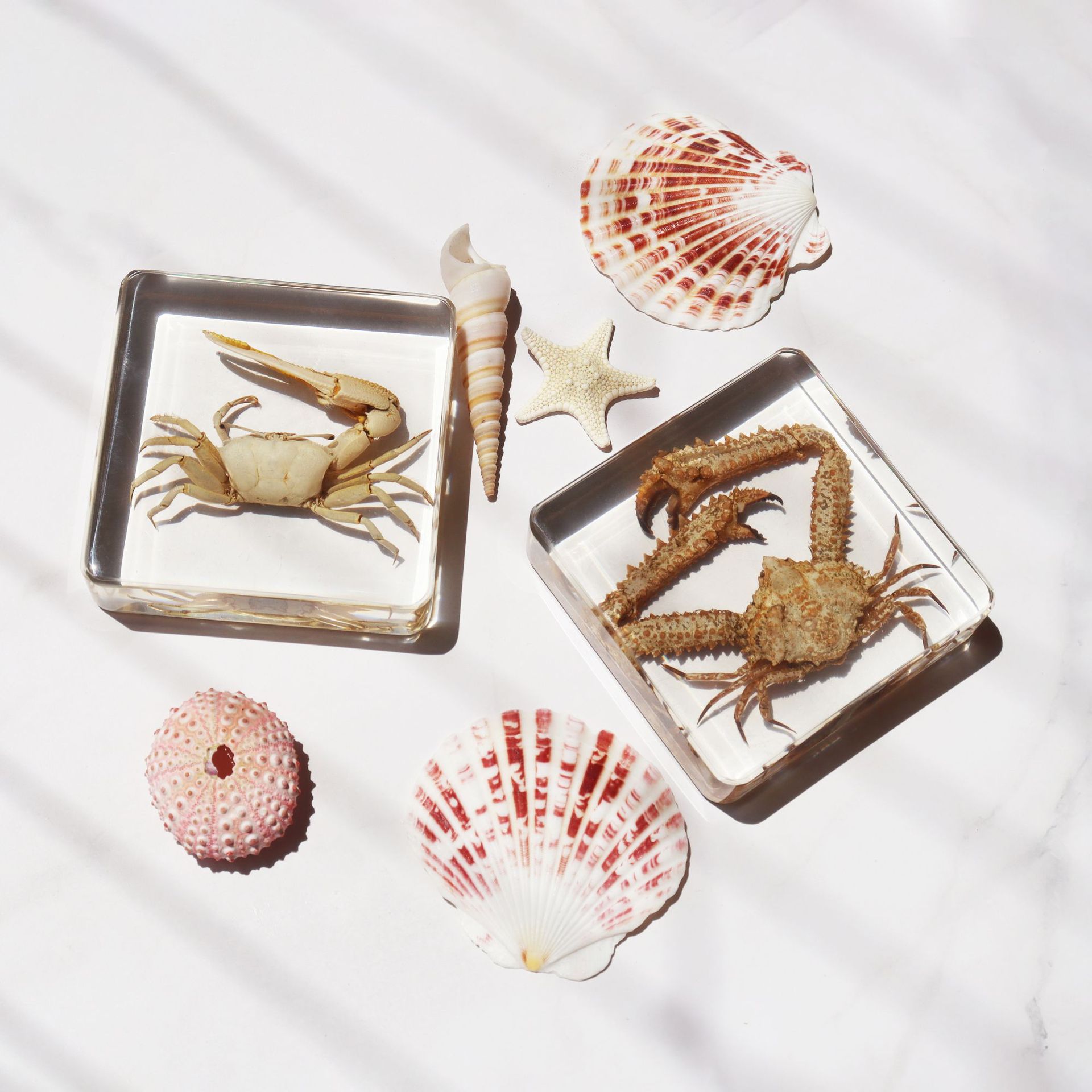Realistic Marine Life Epoxy Resin Starfish Octopus Crab Turtle Science Teaching Aids Cultural and Creative City Kindergarten Study