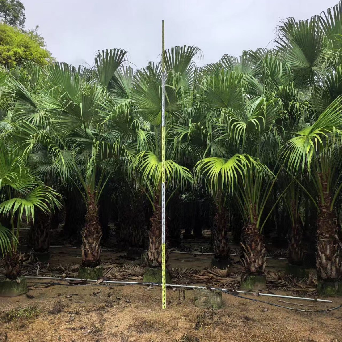 Fujian Puccia Planting Base Zhejiang Puccia Price Yunnan Puccia Quotation Jiangxi Puccia Wholesale