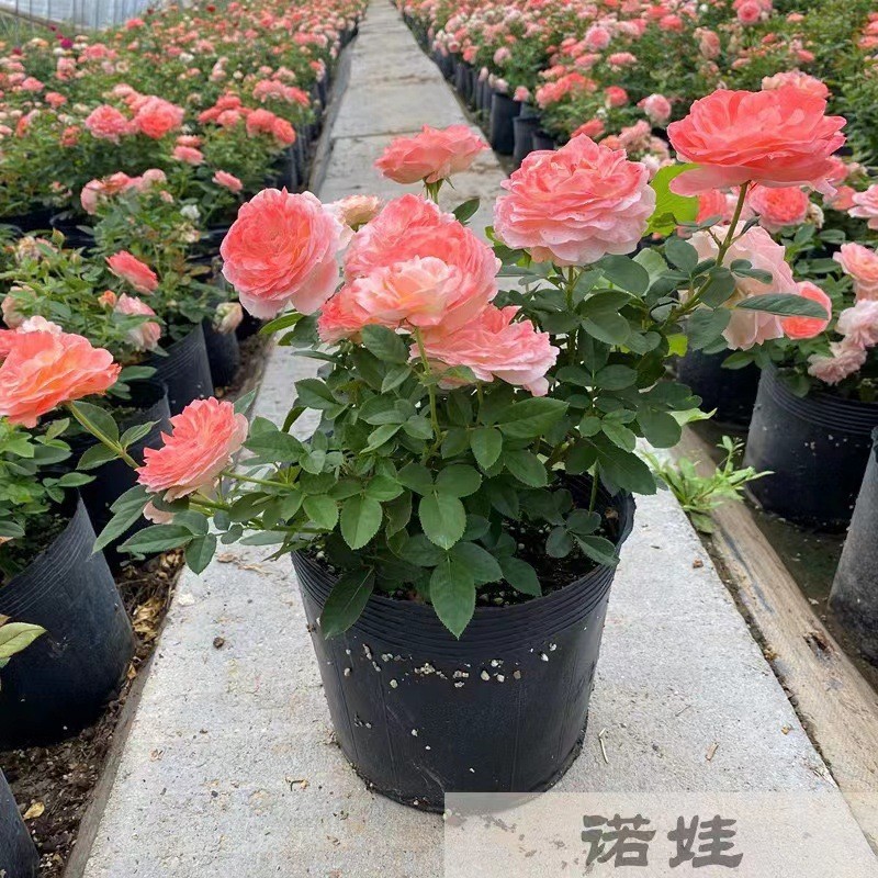 Rose Extra Large Flower Fragrant Juice Balcony Courtyard Flower Plant Potted Rose Four Seasons Rose Seedlings with Buds