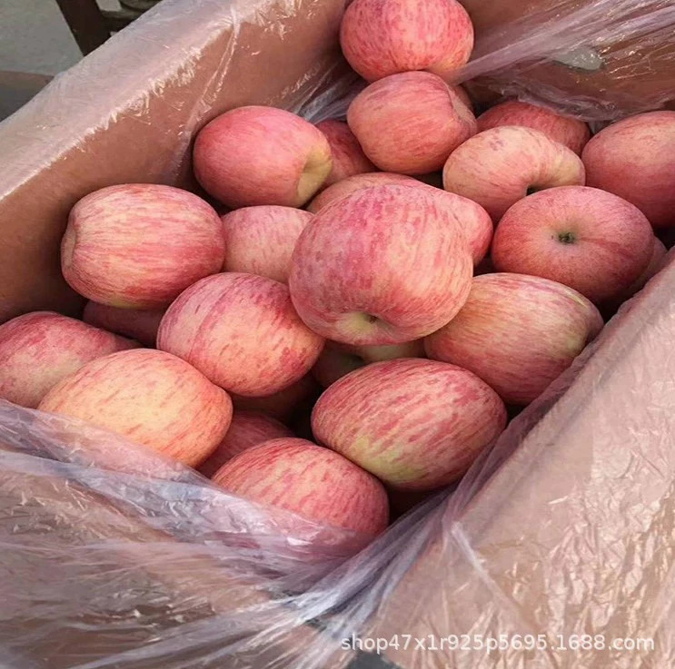 Red Fuji Apples, Mountain Red Fuji Shandong Film Bags, Paper Bag Red Fuji Apples, Reddish Stripes, Crispy Texture