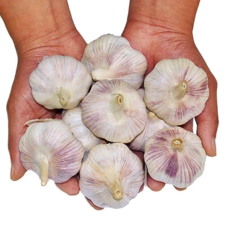 Purple-Skinned Garlic 2.5kg 2024 Seasonal Whole Box Fresh Vegetables New Dried Garlic Wholesale Red-Skinned Farm-Grown