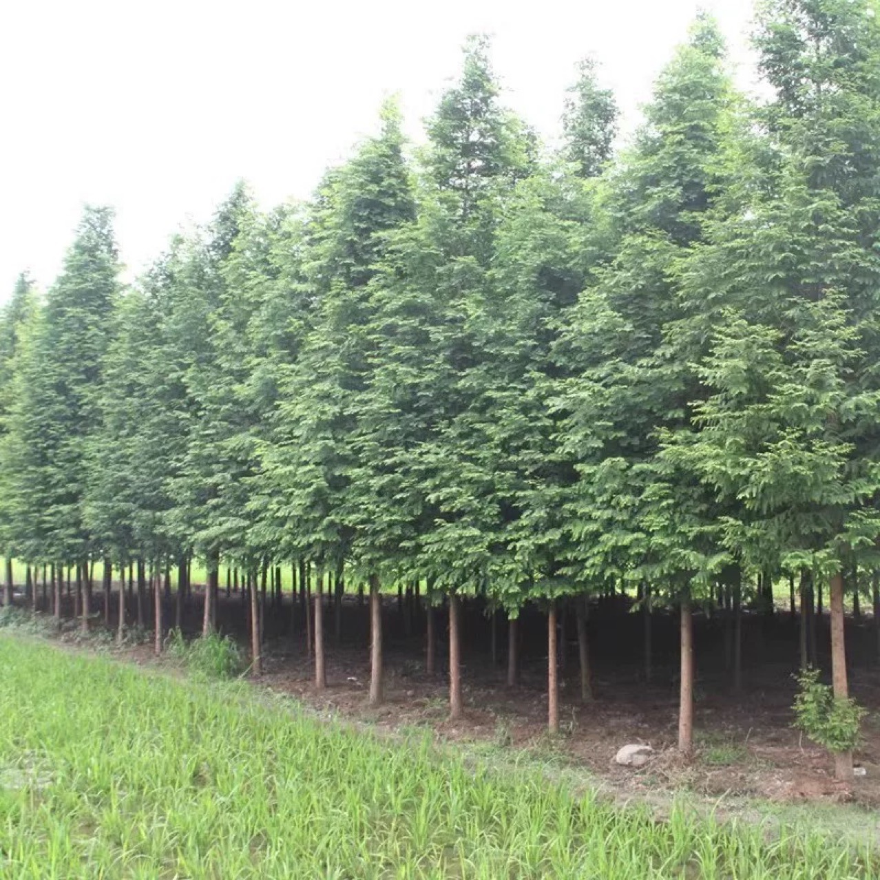 Metasequoia fir seedlings Metasequoia glyptostroboides Seedling trees Fir trees Courtyard villas Road Greening Road Scenery trees can be planted in both South and North