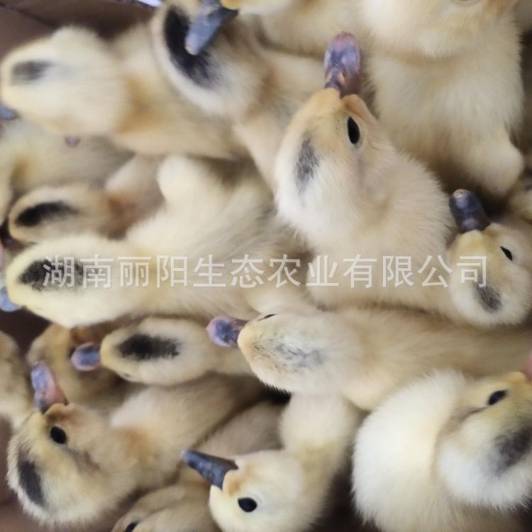 Little Yellow Ducklings, Live Pet Ducklings, Hatching Ducklings, and Jiangnan Egg Ducklings, Water Ducklings, Large Meat Ducklings