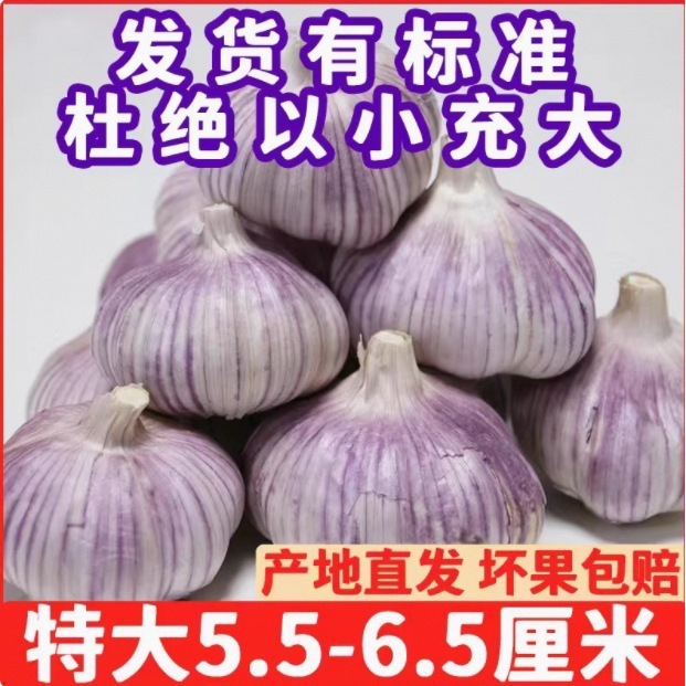 Wholesale Garlic Bulbs, Purple-Skinned Garlic from Shandong, Farm-Grown, Shandong Origin, Direct Sales to Garlic King New 0.5kg