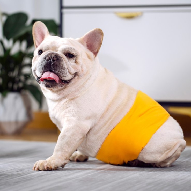 Новый физиологический пояс для собак, впитывающие подгузники для самок и самцов, летние подгузники для собак в кондиционированных помещениях