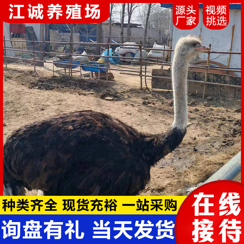Ostrich Seedlings A Pair of Price Breeding African Pure-bred male and female ostrich Australian Emu pups keep pets