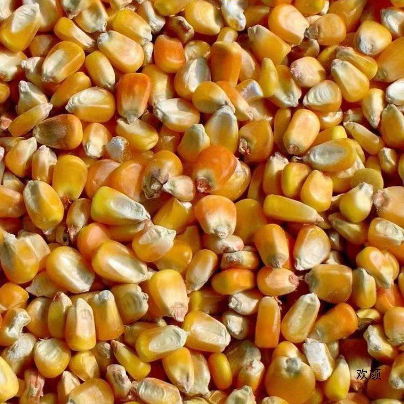 Wholesale Dried Corn 50kg for Breeding, Bulk Corn Kernels for Feeding Chickens, Ducks, Geese, Pigs, Pigeons, Fishing, and Building Nests with Free Shipping