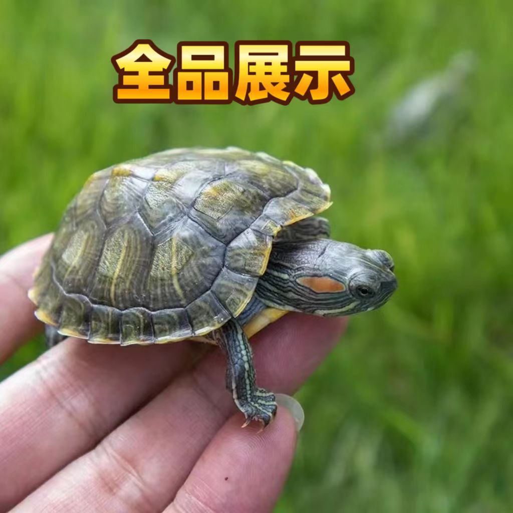 Brazilian Turtle Seedlings, Popular Street Stalls, Colorful Turtles for Raising Outer Ponds, Wholesale, Healthy, Lively and Cute, Live Package