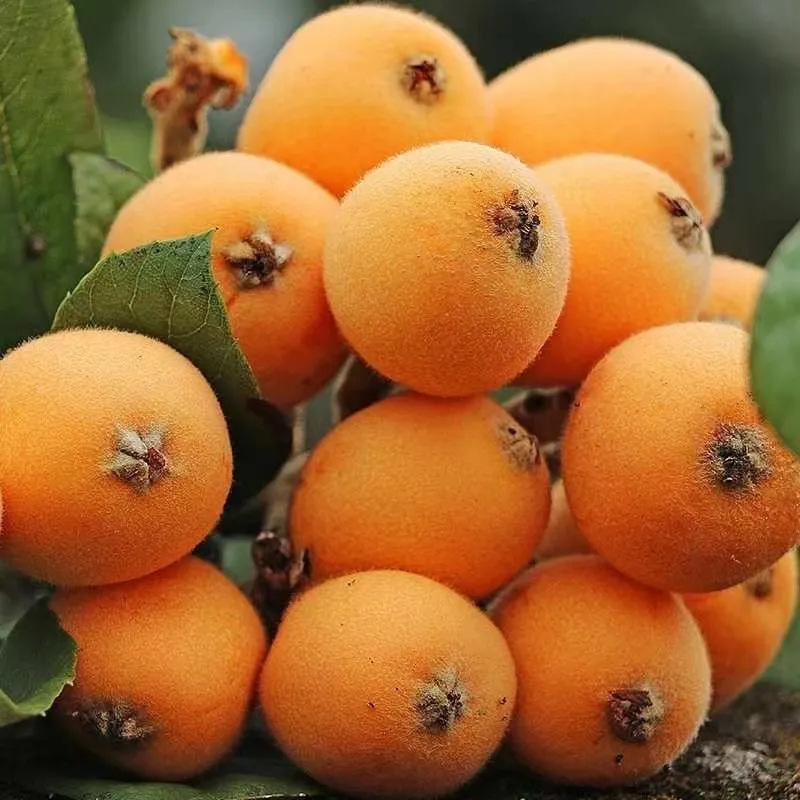 Yunnan Mengzi Loquat Fresh Fruit Pipa Whole Piece Free Shipping Seasonal Mengzi Loquat One Piece Drop Shipping