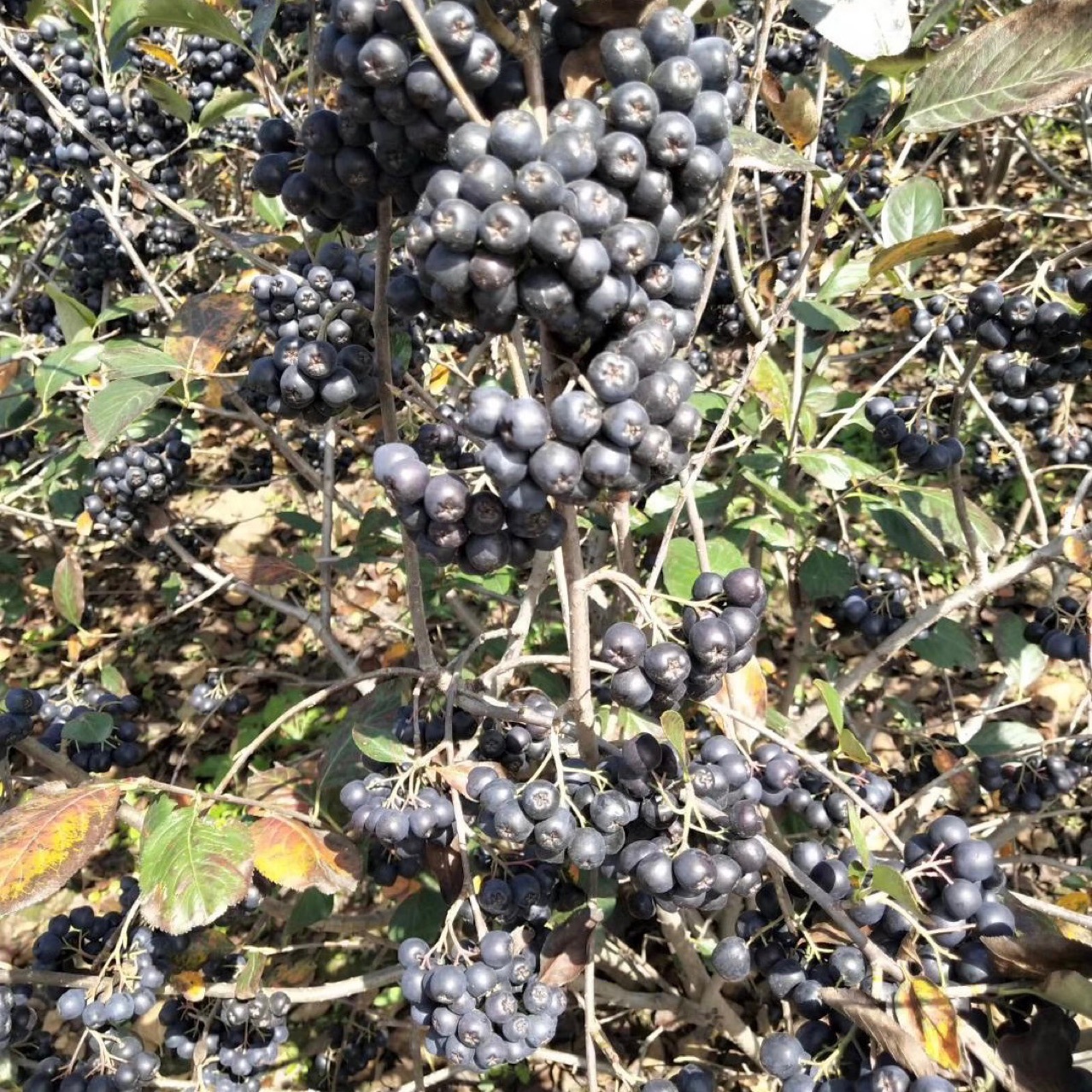 Liaoning Nursery Black Fruit Rowan Black Fruit Rowan Saplings Black Fruit Rowan Seedlings Have Sufficient Supply
