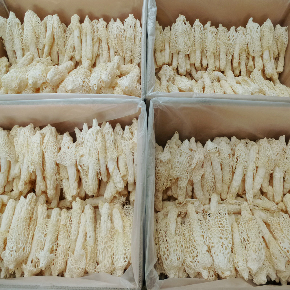 [Yufulong] Bamboo Fungus 12- 15cm Wild Red Bamboo Fungus Aaa Grade Selection Hotel Dry Bamboo Fungus Wholesale