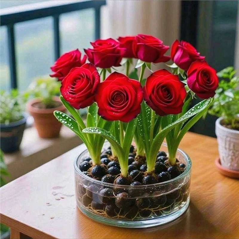 [Water and Live] Hydroponic Fragrant Rose Bulbs, Double Petals, Mosquito Repellent and Heat-Resistant Florals, Living Room Potted Green Plants