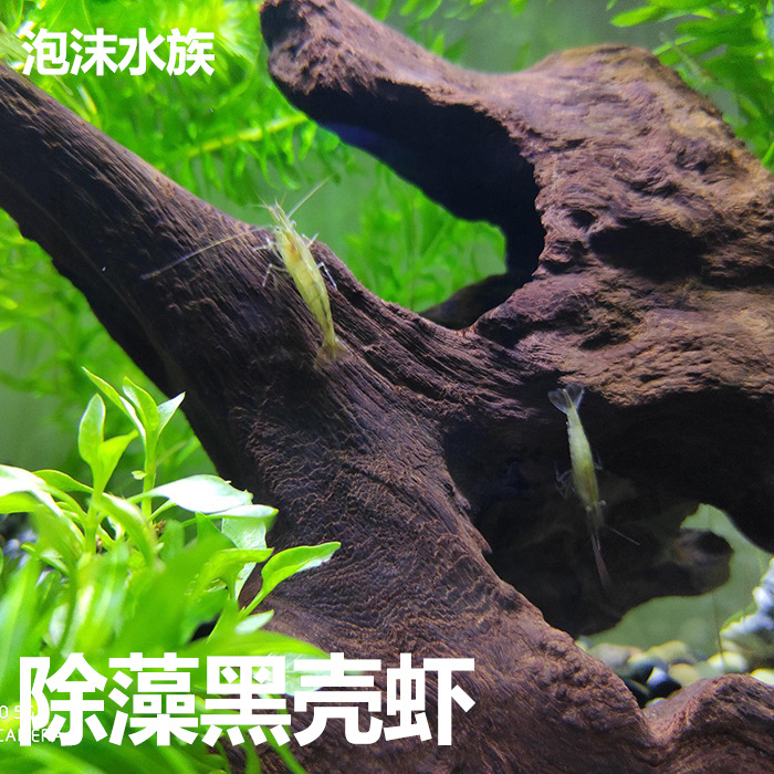 Black Shell Shrimp Algae Removal Shrimp Ornamental Cleaning Shrimp Tool Shrimp Grass Tank Landscaping Pet Live Feed
