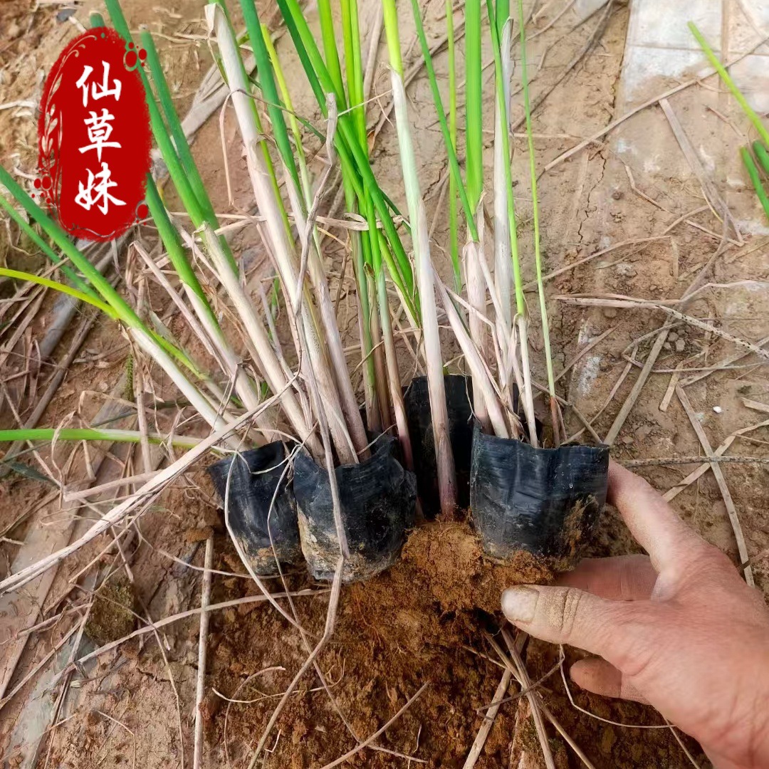Seedlings of Wild Water Hyacinth, Wetland Hydroponic Grass, Plant Mat Grass, Dragon Beard Grass, Seedling Grass