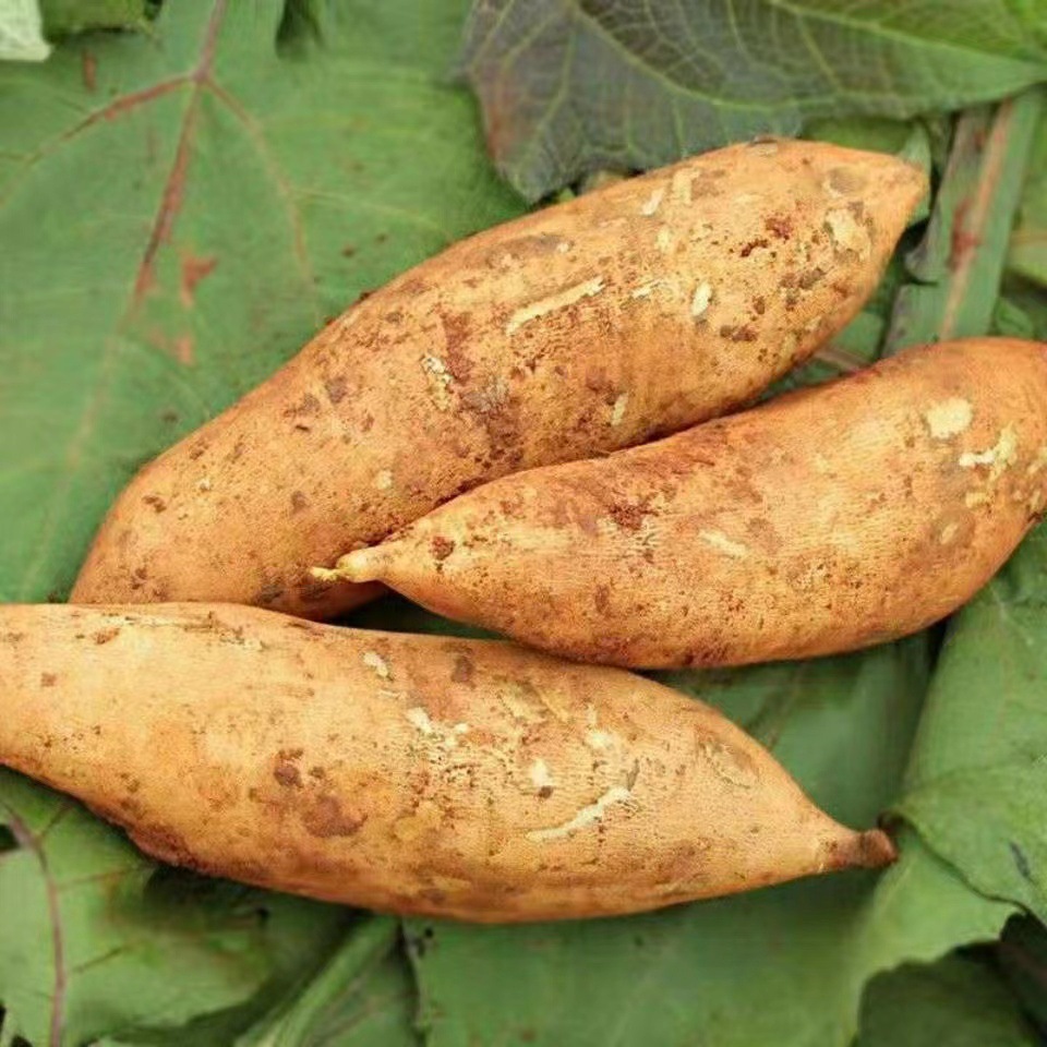 Yunnan Tianshan Snow Lotus Root 4.5kg Fresh Red Clay Snow Lotus Root Fresh Fruit Seasonal Fruit Whole Box Free Shipping