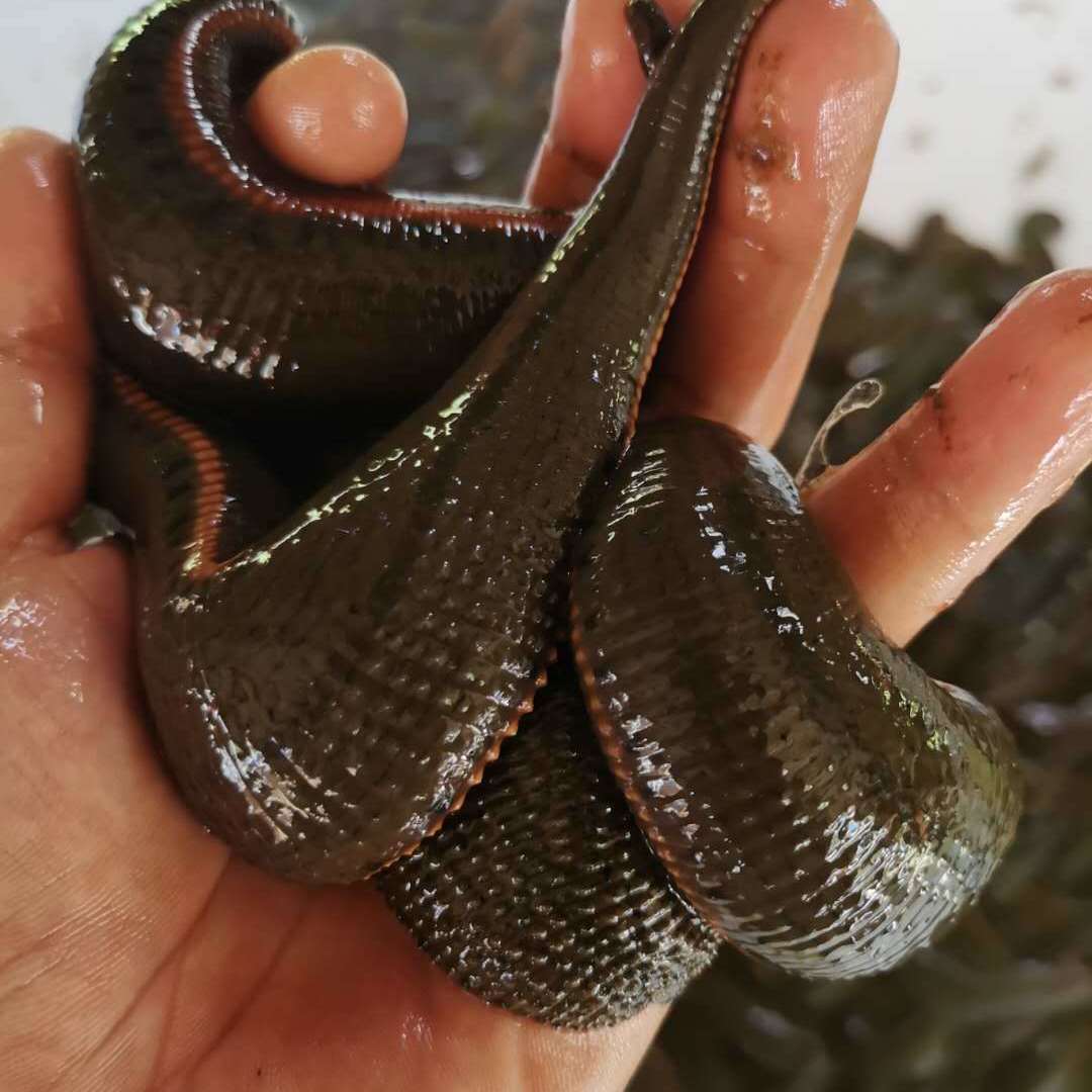 Филиппинская бычья пиявка живая чистая вода культивированная пиявка Пномпень свежая пиявка 500г одна пиявка семена