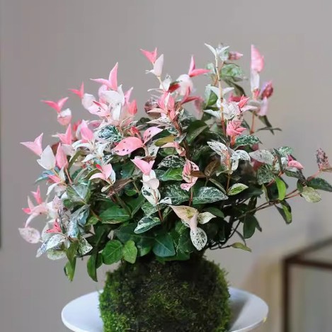 Moss Ball Hydroponic Plant Bonsai Fern Rice Bamboo Asparagus Calamus Spring Rain June Snow Mirror Grass Fujian Tea Potted Plant