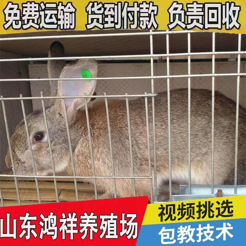 Wholesale Live Belgian Rabbits from Free-Range Farms in Shandong, Available for Sale as Live Yellow-Brown Meat Rabbits