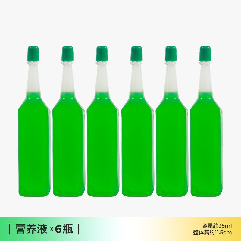 Brazilian Wood Water-Raised Lucky Wood Groot Tree Man Blooms with Buds Lazy Green Plant Office Desktop Small Potted Plant