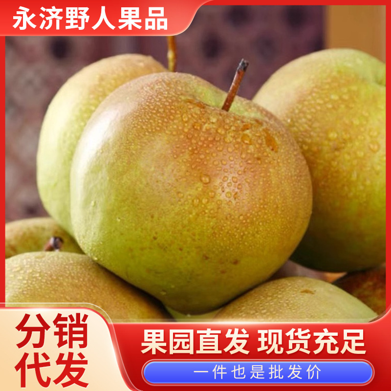 Аутентичные ароматные груши Юлу из Шаньси, свежие фрукты, сезонные груши, собранные в саду, снежные груши, сладкие и вкусные, целая коробка оптом