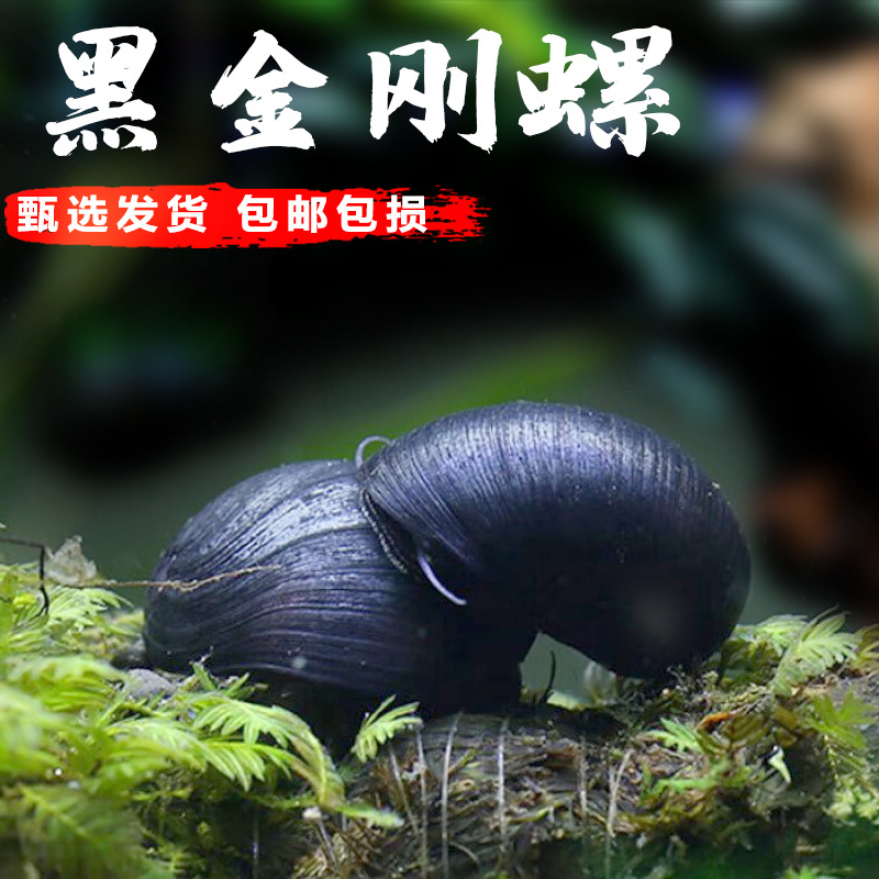 Black Diamond Snail Ornamental Snail Apple Snail Colorful Egg Mysterious Golden Zebra Onion Cleaning Algae Removal Tool Live Snail