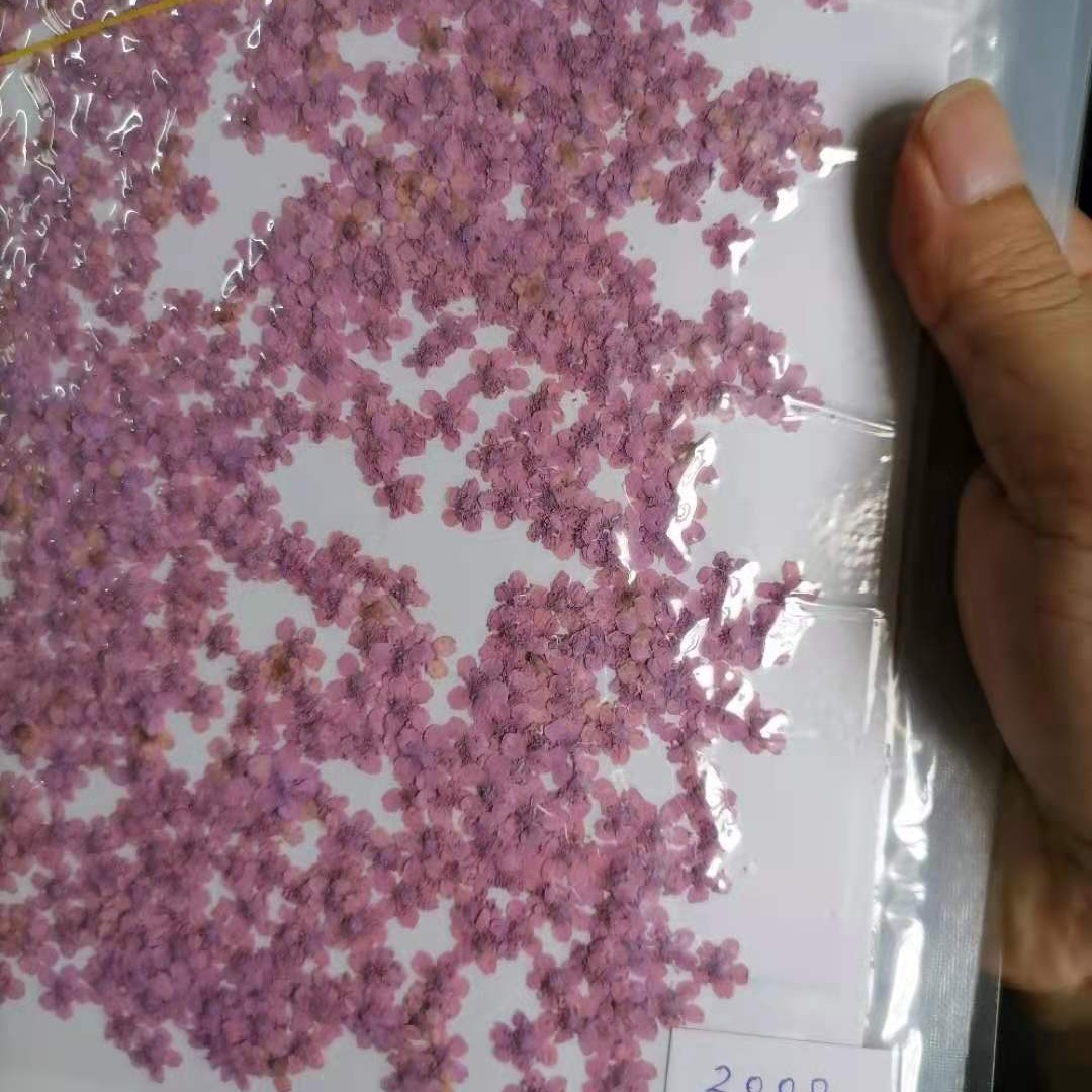 Tree Flower Five-Star Flower Japanese Style Manicure Dried Flower DIY Sticker Face Makeup Petal Makeup Five-Petal Flower Embossed Flower Factory Direct Sale