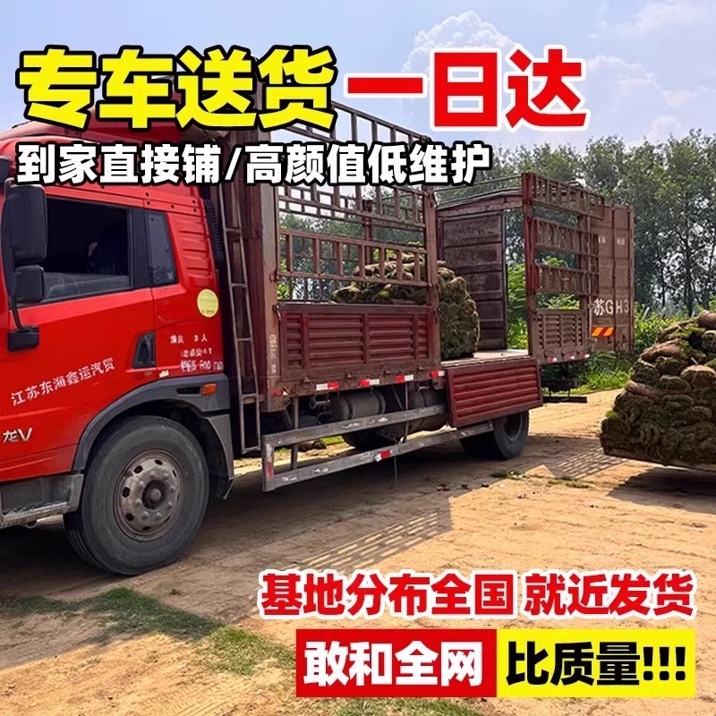 Manila Turf Real Grass House Courtyard Greening All Year Round Green Green Grass Taiwan Grass Real Lawn with Mud Grass Roll