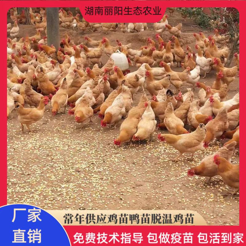 Chicken Seedlings, Hunan Yellow Chicken, Live Chicks, Female Seedlings, Small-Footed Native Chickens Running in the Forest, Easy to Live and Easy to Raise, Support Technical Guidance