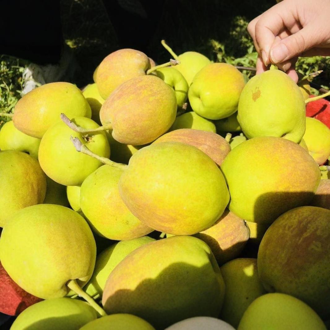 Wholesale Xinjiang Korla Fragrant Pears, Fresh Seasonal Fruit for Pregnant Women, Large Mother Pears, Fresh Whole Box, 4.5kg Direct from Origin