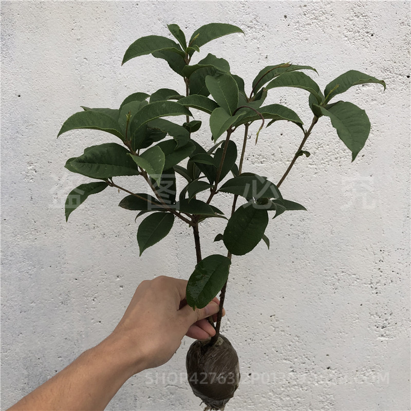 Grafted Four-Season Osmanthus Saplings Potted Ground Planting Indoor House Courtyard Golden Osmanthus and Osmanthus Strong-Scented Plant Landscape Tree