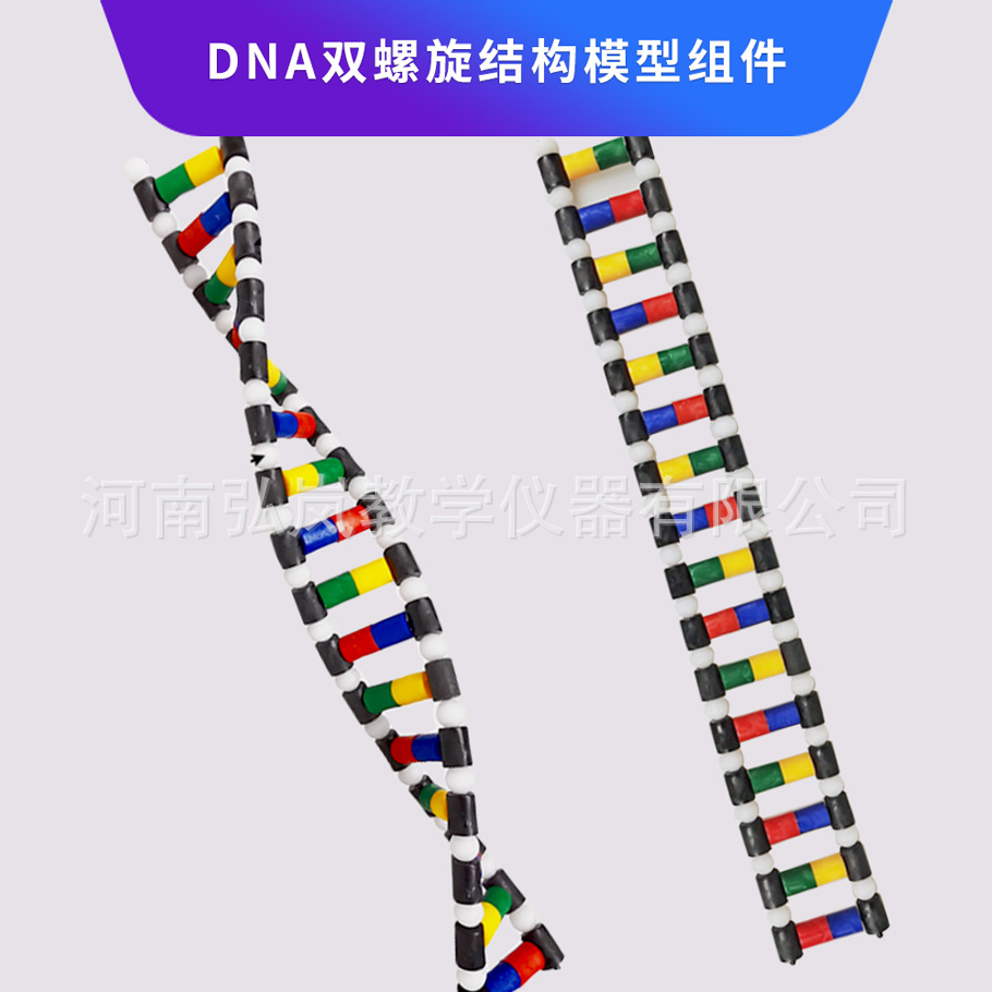 DNA double helix structure model component High School biological gene and mutation double helix structure model