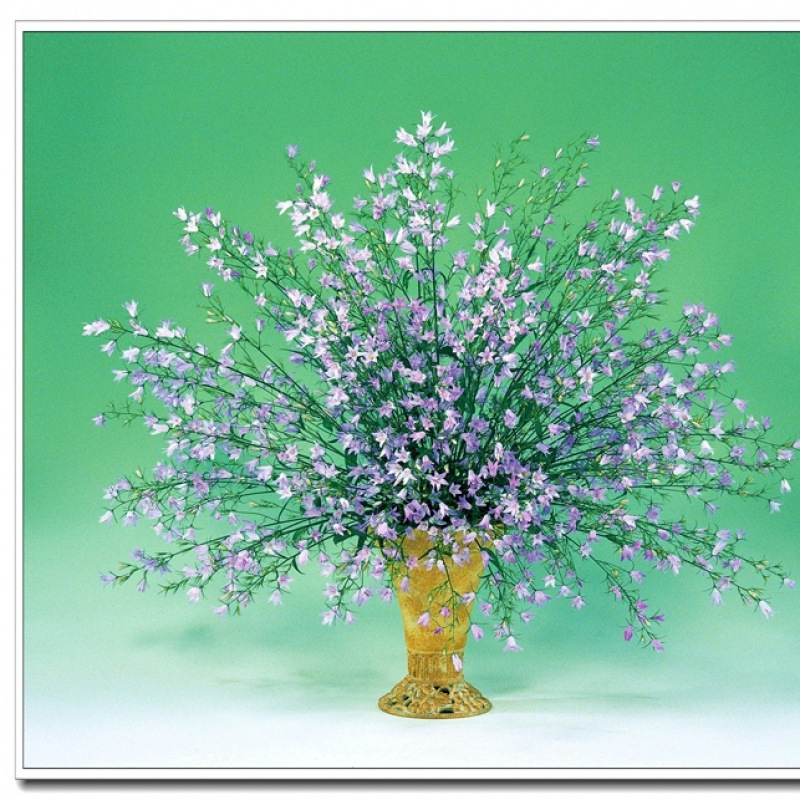 Yijia Flower Shop Japan Sakata Imported Fresh Flower Seeds Cut Flower Bellflower Yuji Sky Blue 5 Capsules