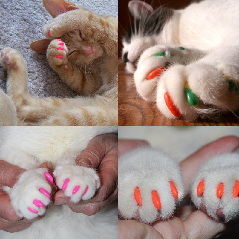 Amazon Temu Tk Hot Selling Set Amazon Cat Nail Caps Pet Nail Set Cat