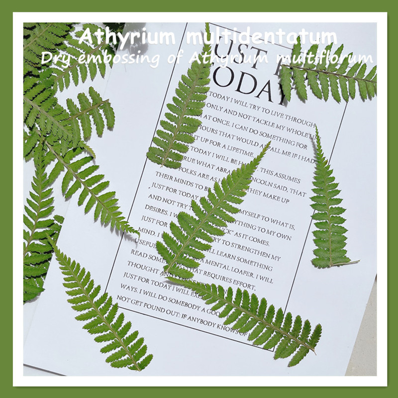 Лист папоротника, растительный образец, тиснение, DIY, клей для телефона, фоторамка, закладка, декор для лица