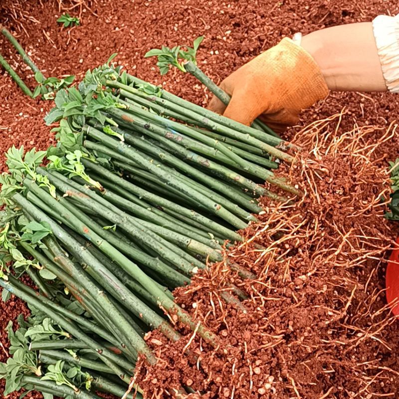 Rose Flower Cuttings, Climbing Rose Plants, Redwood Fragrant Roses, Balcony Garden Roses, Potted Roses