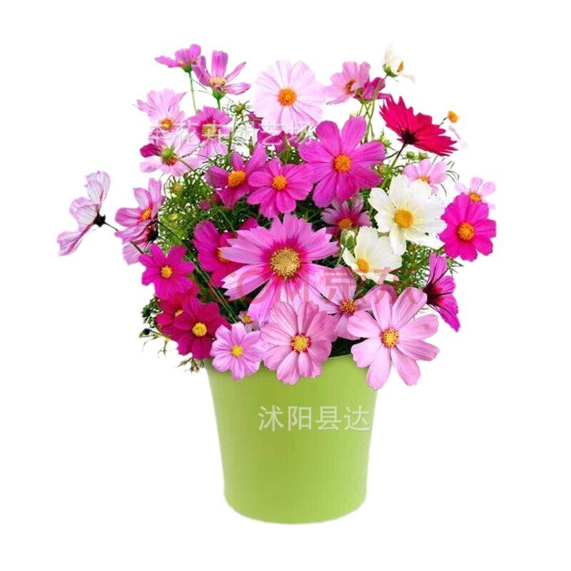 [Hot-Selling E-Commerce Products] Manufacturers Wholesale Flower Seeds, Various Flower Seeds for Planting in Pots, Balcony and Courtyard Flower Seeds in All Seasons