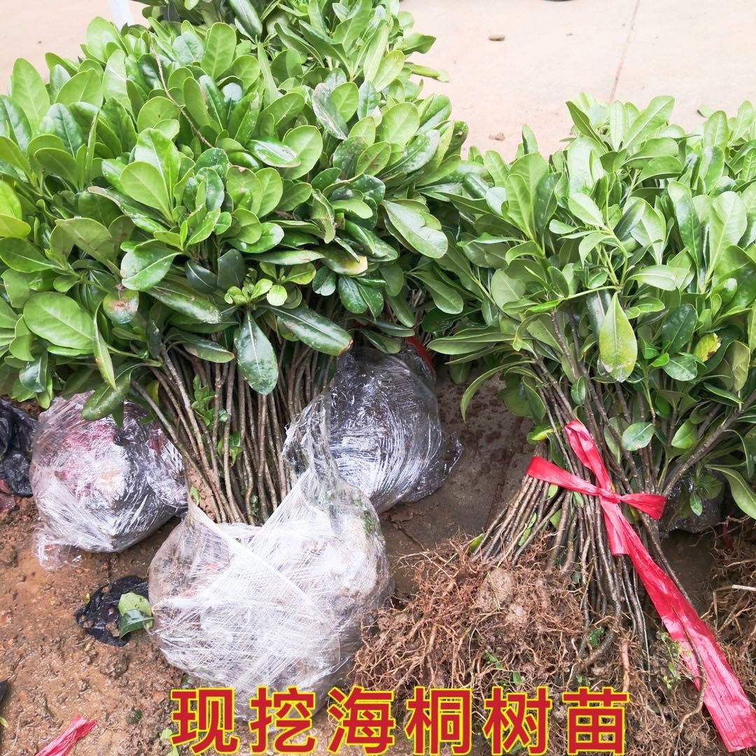 Pittosporum Saplings for Courtyard Greening, Pittosporum Balls, Aromatic Hedge Engineering Seedlings, Cold-Resistant Fence, Evergreen Seedlings in All Seasons