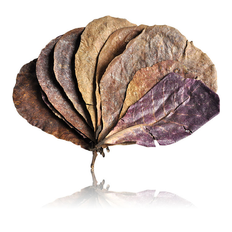 Natural Elemene Leaf Lazy Leaf Aquarium Supplies Fighting Fish Tropical Fish Dragon Fish Turtle Shrimp Tank Acid Reduction Aquarium pH Value