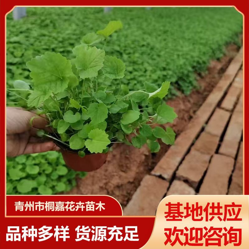 Qingzhou Supplies Landscaping Nurseries, Flower Beds, Alyssum Flowers, Four-Season Flowers, Alyssum Project Potted Plants, and Cup Seedlings